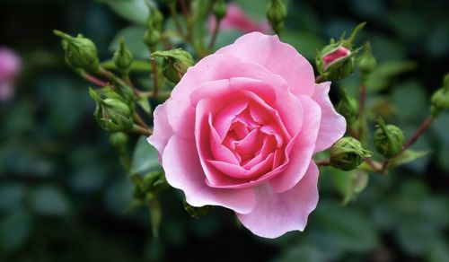 Close-up of pink rose