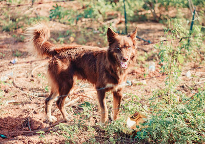 Full length of a dog on field