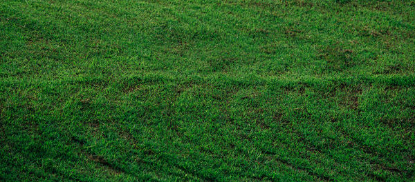 Full frame shot of grassy field