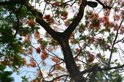 Low angle view of trees