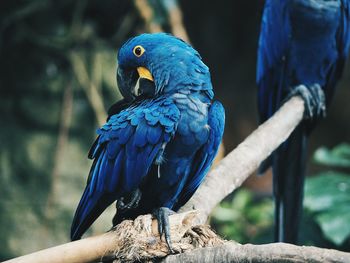 Close-up of blue parrot perching on branch