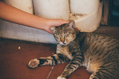 Close-up of cat sitting on floor