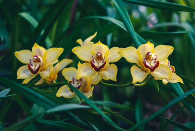 Close-up of yellow flowering plant