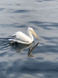 White duck in a lake