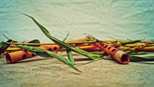 Close-up of plant against blurred background