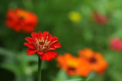 Close-up of red flower