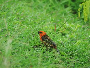 View of a bird on field