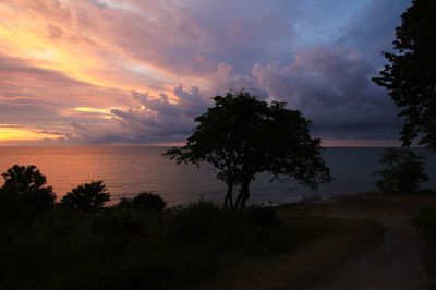 Silhouette of trees at sunset