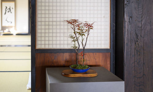 A plant in a traditional japanese house.
