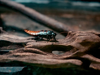 Close-up of insect on rock