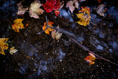 Close-up high angle view of leaves