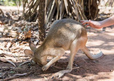 Full length of dog hand on land