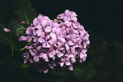 Close-up of purple flowers blooming outdoors
