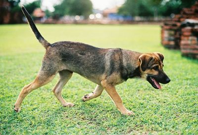 View of dog running on field