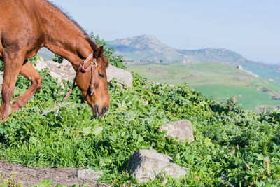 Horse grazing on field against sky