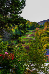 Scenic view of flowering plants and trees against sky