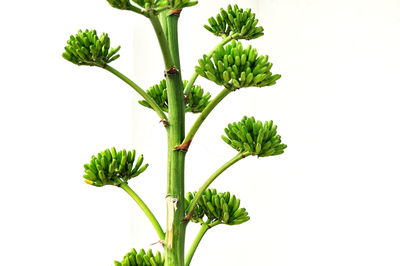 Close-up of plant against white background