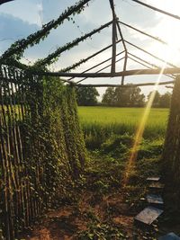 Plants growing on land against sky