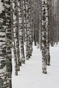 Snow covered land and trees in forest