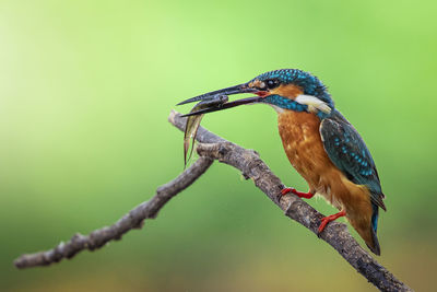 Image of common kingfisher hold the fish in the mouth and perched on a branch. bird. animals.
