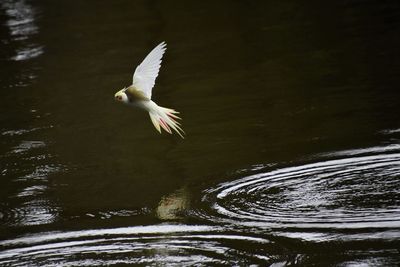 Seagull flying over lake