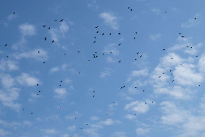 Low angle view of birds flying in sky