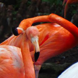 Close-up of a bird