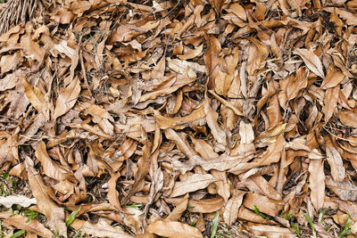 Full frame shot of dried autumn leaves on land