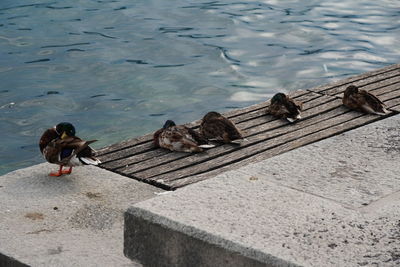 High angle view of birds on lake