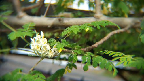 Close-up of bee on plant