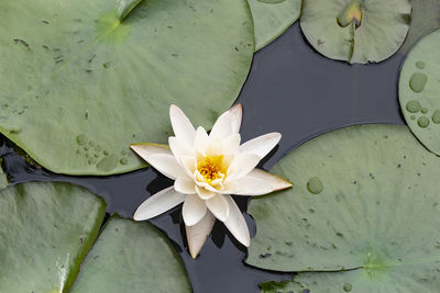 White lotus water lily in pond