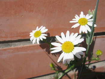 Close-up of white daisy flower against wall