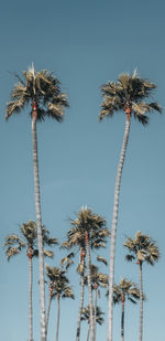 Low angle view of palm trees against clear sky