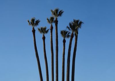 Seven palm trees on a sunny day