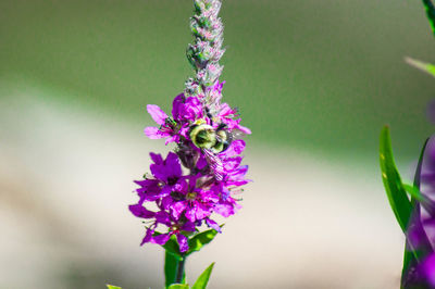 Close-up of purple flowering plant