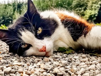 Close-up portrait of a cat