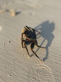 Close-up of insect on sand
