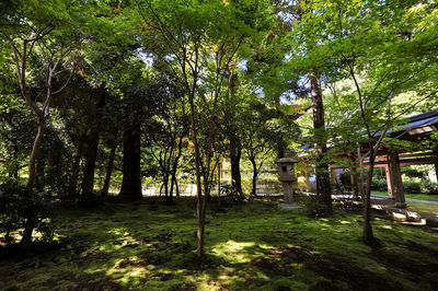 Trees in forest