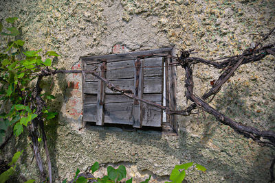 Plants growing on old wall
