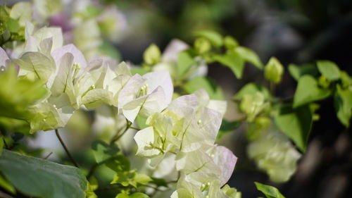 Close-up of white flowering plant