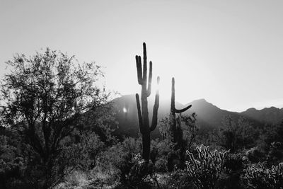 Cactus in desert against clear sky