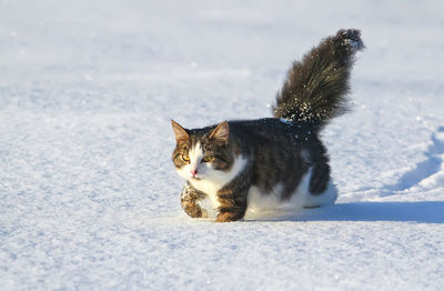 Black and white young active cat walking in snow.
