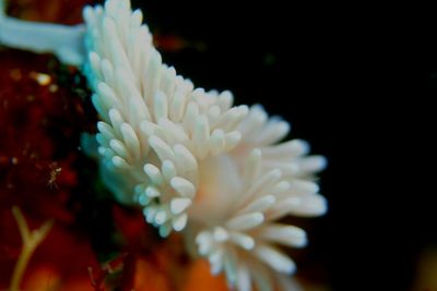 Close-up of coral in water