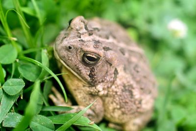 Close-up of toad on plant