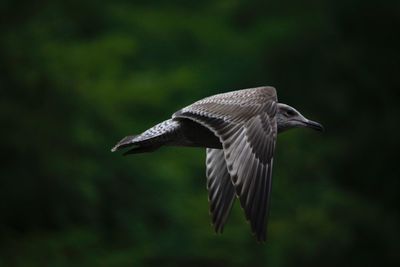 Close-up of a bird flying