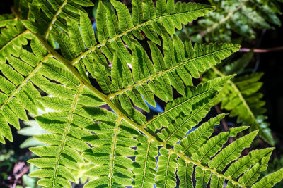 Close-up of green leaves