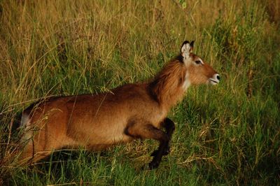 Side view of rabbit on field