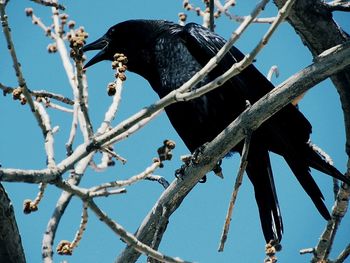 Low angle view of bird perching on branch