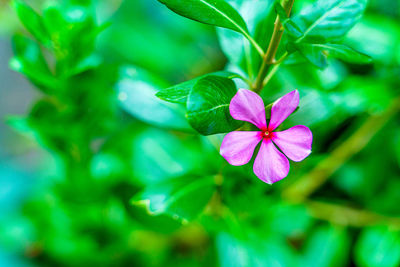 Close-up of pink flowering plant