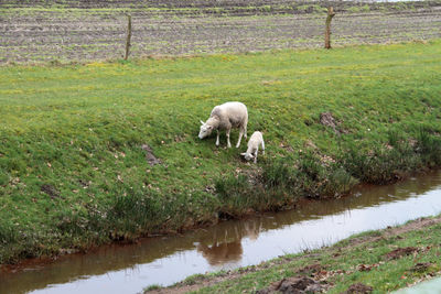 Sheep in a lake